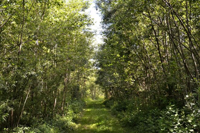 Der Rothachweg in Thal