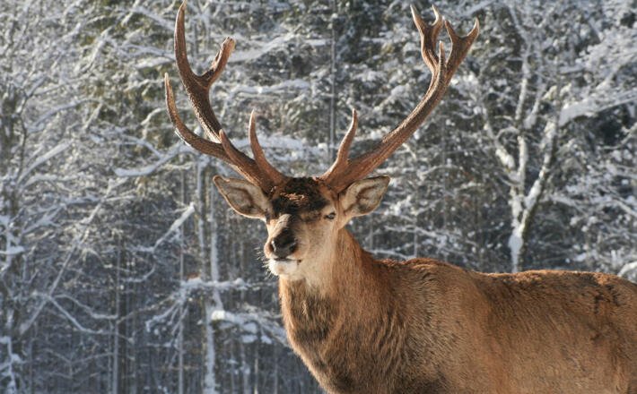 Rothirsch im Nationalpark Berchtesgaden
