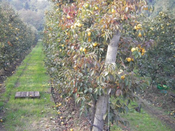Obstkulturen