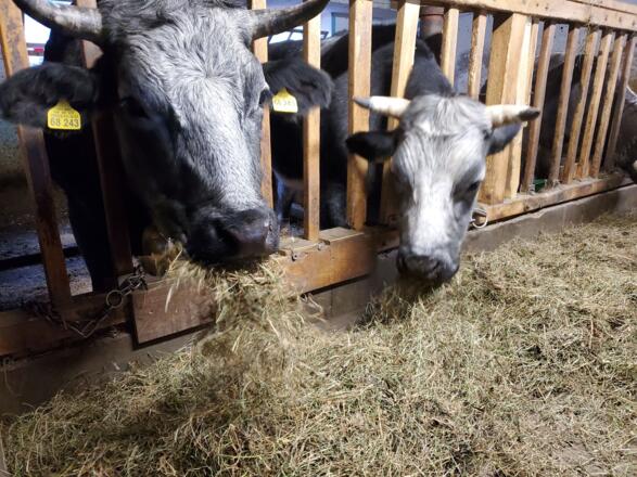 Unsere Ochsen 🐂