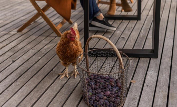 Huhn - Symbolbild