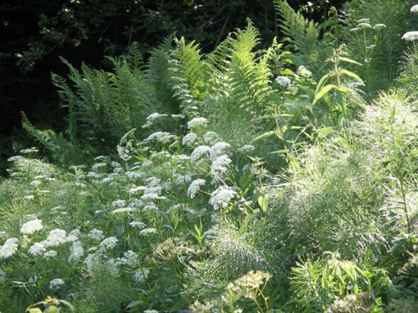 Flora und Fauna am Schwarzen Grat
