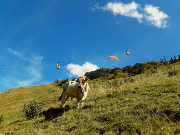 Hochgrat Allgäu Urlaub Sommer Gleitschirm Wandern
