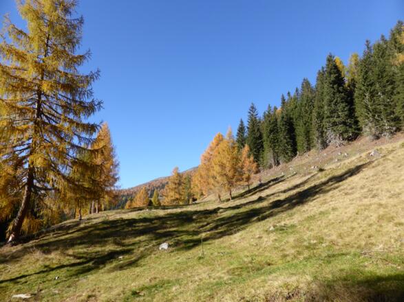 Herbstwald