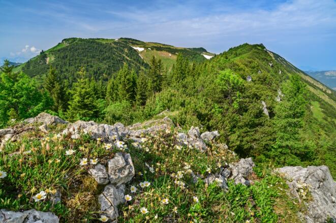 Grün in Grün - am Weitlahner nördlich des Geigelsteins