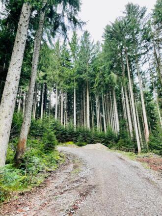 Forstweg aufsteigend Richtung Neureuth