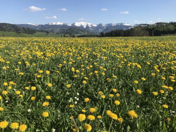 Hochgrat Frühling Wiese Berg Löwenzahn Stiefenhofe