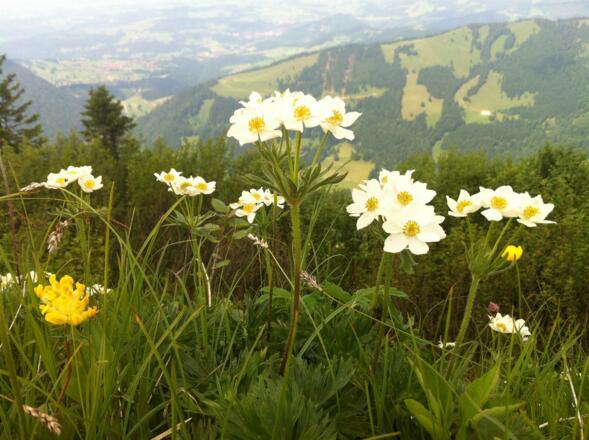 Natur Erleben Berg Wiese Weiße Blumen vom Hochgrat