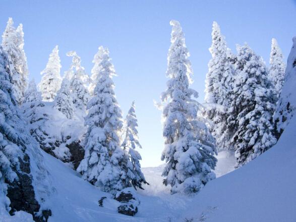 Starker Schneefall verzaubert die Bergwälder am Schönberg in eine Märchenlandschaft.