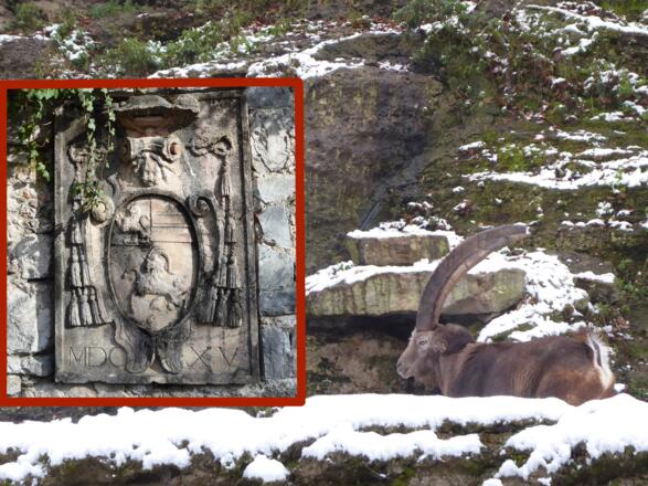 Das Wappen des "Hellbrunn-Erfinders"  Markus Sittikus ist an der südlichen Schlossmauer angebracht, sein Wappentier, der Steinbock, kann im Nordteil des Tiergartens bewundert werden.