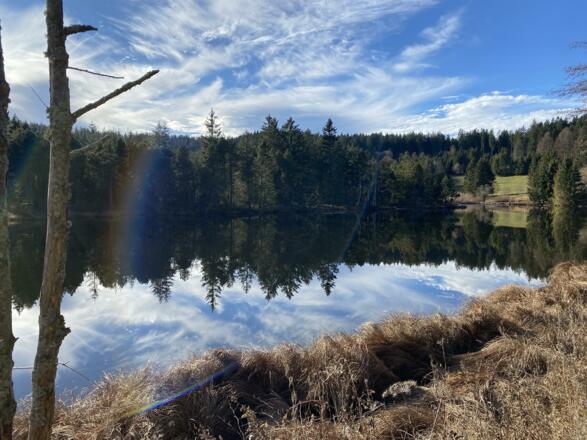 Eschacher Weiher Detail Spiegelung Allgäu Winter