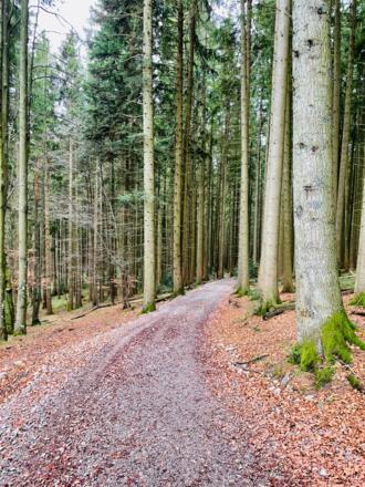 Neureuth Waldweg abwärts