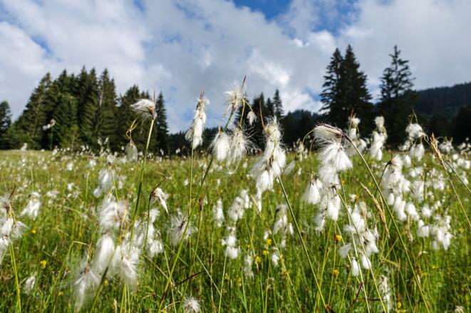 Hochmoor am Hörnlepass