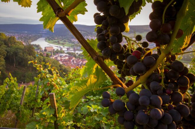 Tourismusregion Churfranken - Wein und Main