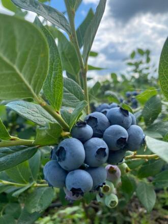 Münkels Beerenhof - Heidelbeeren