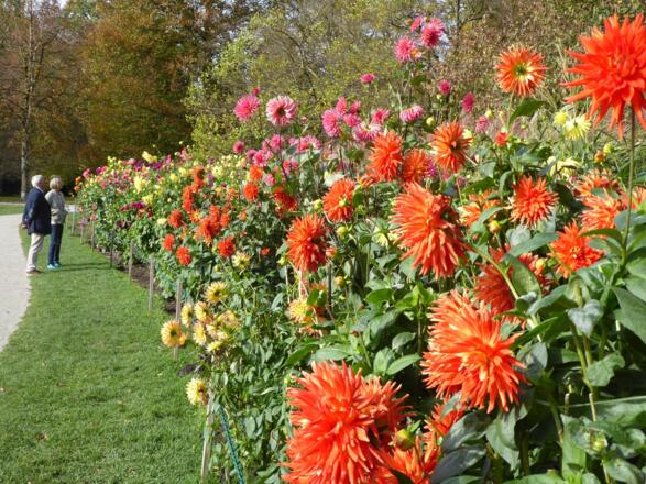Im Spätsommer und Herbst versinkt der Schlosspark in einem Farbenmeer aus Dahlien.