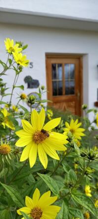 Blüten vor dem Eingang