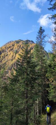 Durch dichten Wald in Richtung Bergrücken