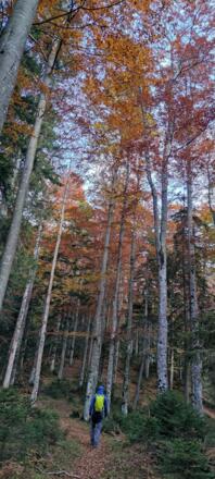 Die Wanderung beginnt in einem schönen Buchenwald. Ein Traum im Herbst!