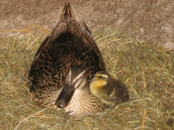 Unsere Enten mit Nachwuchs