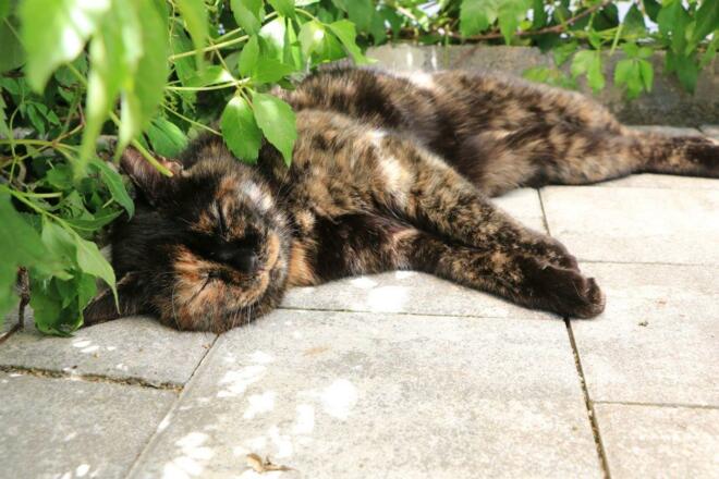 Unsere Katze Therese