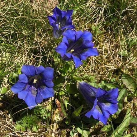 Blumengruss_aus den Bergen