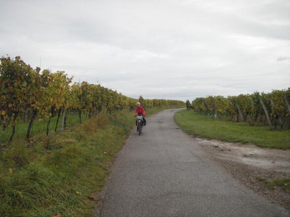 Radeln in Weingärten