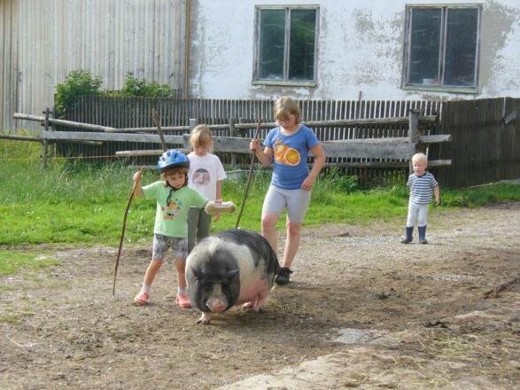 Hängebauchschwein Fritz on Tour
