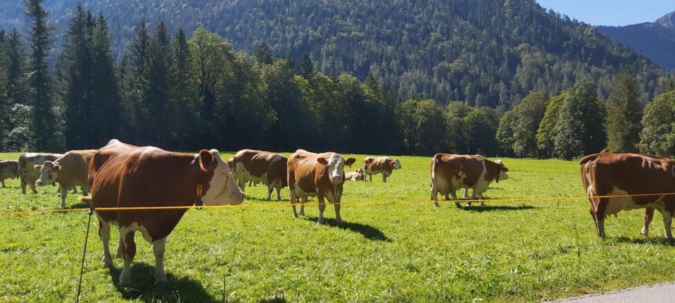 Unsere Kühe auf der Weide