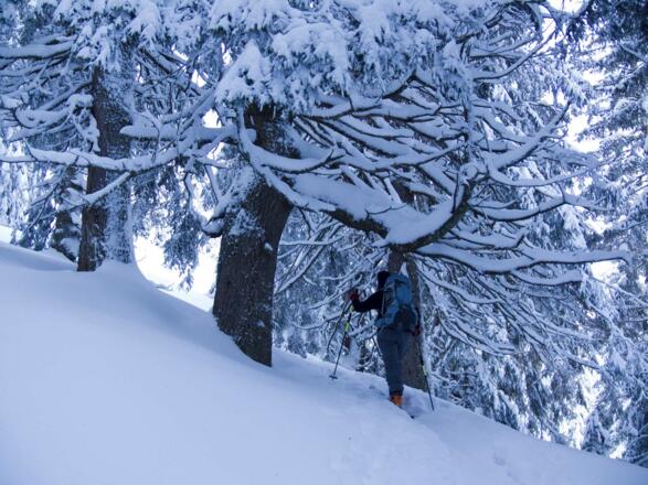 Zwischendurch geht es auch durch steilen Wald hinauf (und wieder herunter).