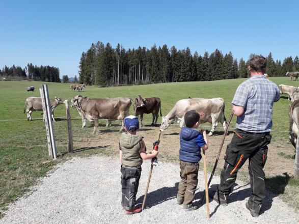 Kühe auf die Weide treiben