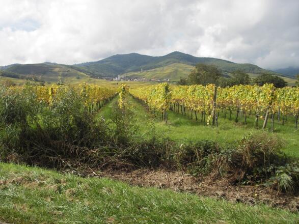 Weingärten im Elsass