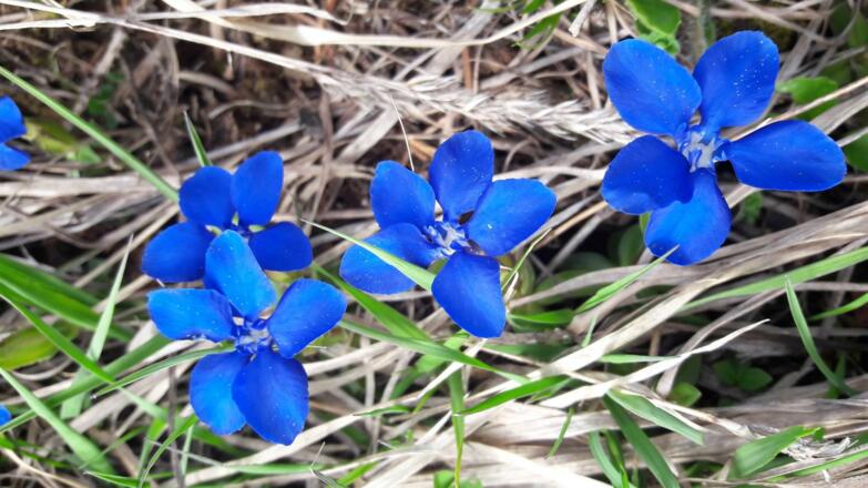 Frühlingsgruss aus den Bergen