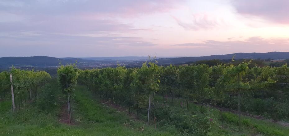 Blick vom Weigut Holler