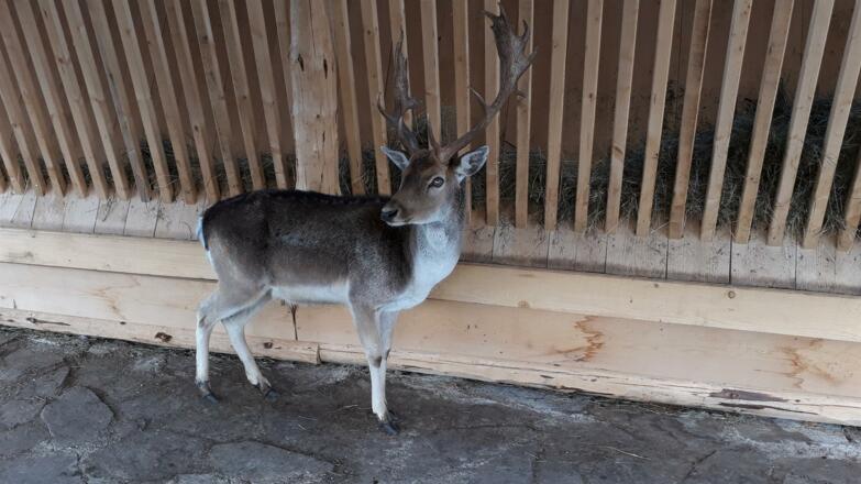 Unser Hans im Wildgehege