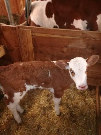 Urlaub am Bauernhof_1