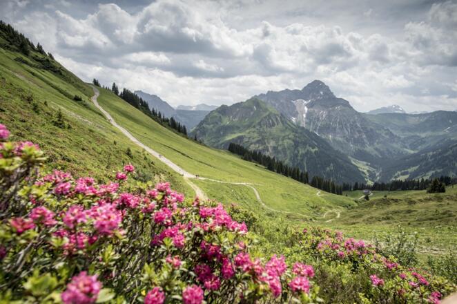 Alpenrosen im KWT