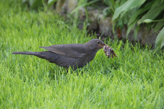 wieviele Würmer passen rein??