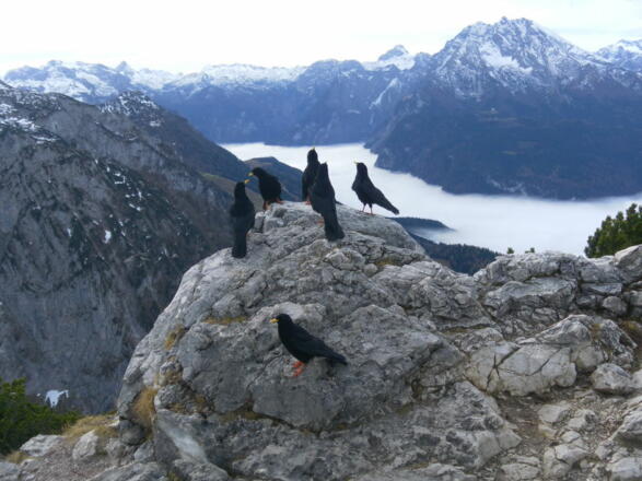 Kehlsteingipfel, Königssee und Watzmann