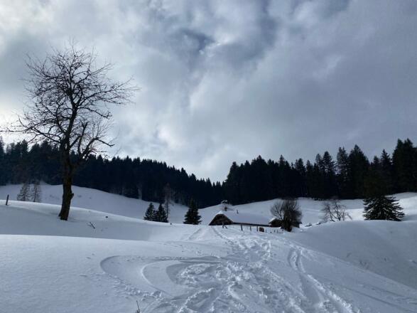 Mittereggalm und weiterer Aufstiegsweg (ca. Bildmitte in der Senke links von der kleinen Hütte gehts in den Wald, über den Sommerweg zur Stegeralm)