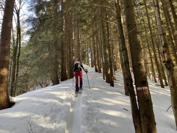 Schöner Anstieg am Rücken entlang durch den Wald Richtung Loibersbacher Höhe