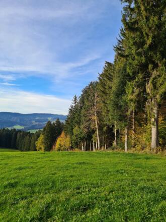 Abstieg Richtung Schönenbühl