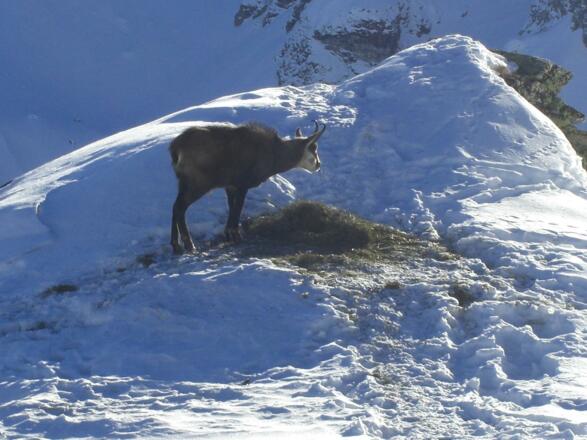 Bergstation Rinderhütte