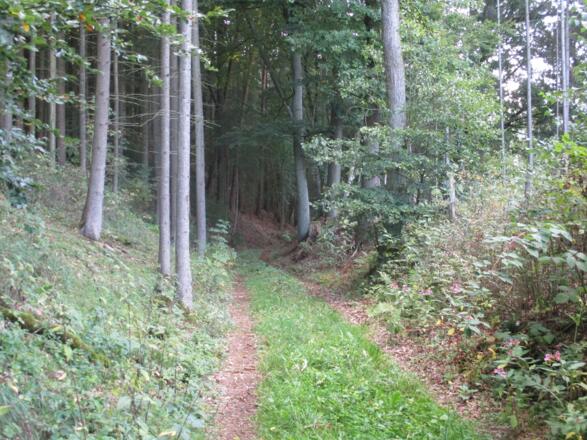 Waldweg am Deutersberg