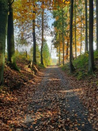 Waldweg am Deutersberg