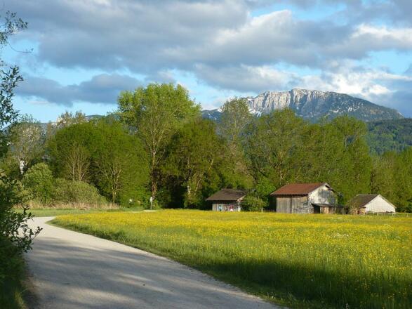 Wanderweg im Moos