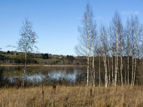Moorbirken