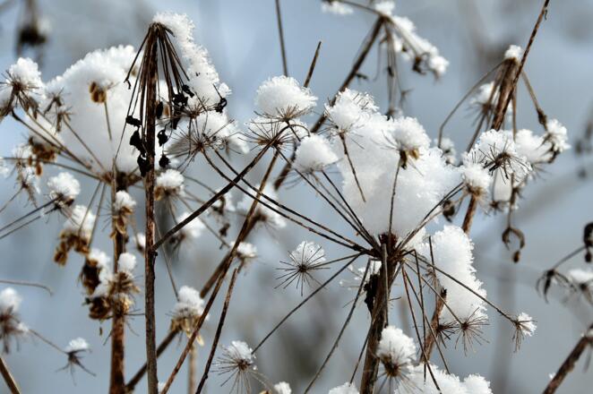 Bin ich nicht eine schöne Winterblume?