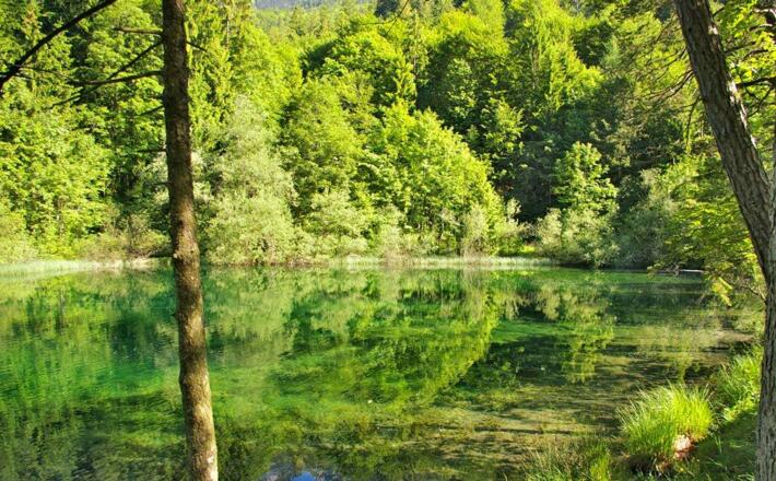 Versteckt im Wald