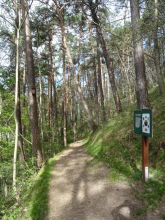Waldlehrpfads-Informationstafel im Buchenwald